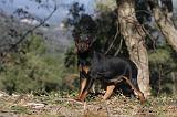 JAGDTERRIER ALLEMAND 088